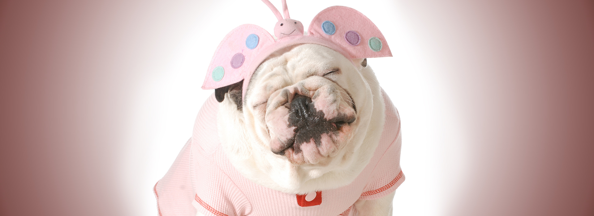 cute puppy - english bulldog female wearing cute costume isolated on white background