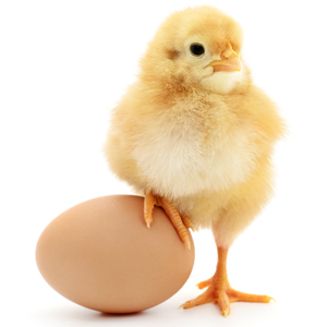 Visual of a chick standing upright with one of its baby claws on top of an egg.