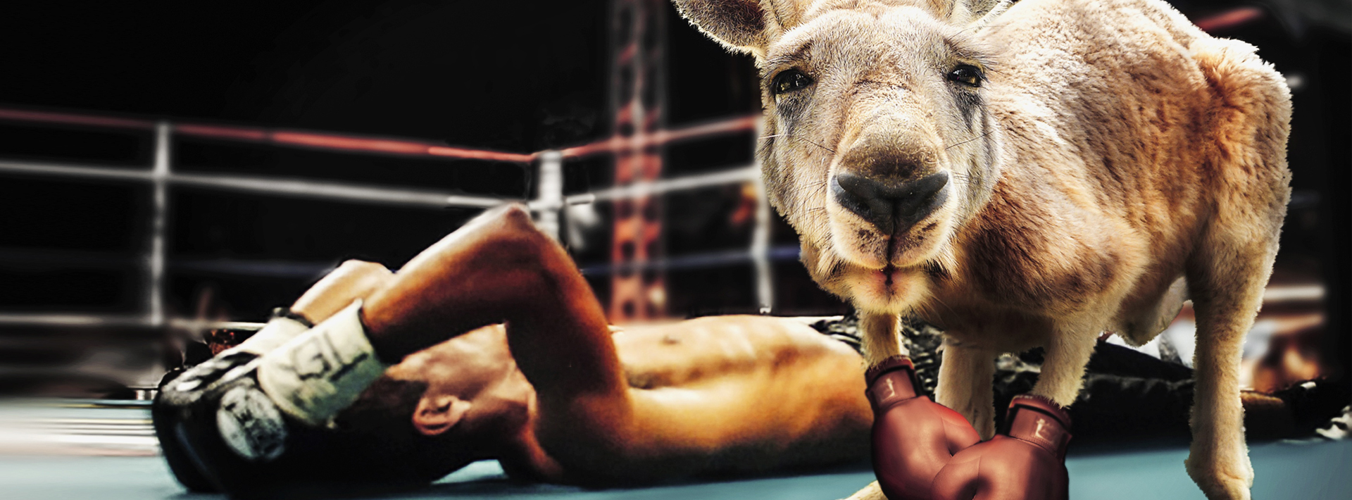 intouch_PaidMedia_MainImage_BoxingKangaroo